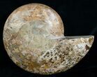 Huge Inch Choffaticeras Ammonite - Rare! #4127-2